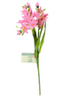 Floral Garden, Tweedia - Freeman Liquidators - [product_description] - 