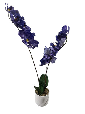 Garvee, Artificial, Orchid Plant, 2.5ft - DOMESTIC - Freeman Liquidators - [product_description]